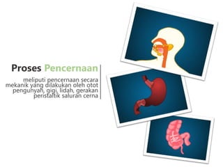 Proses Pencernaan
meliputi pencernaan secara
mekanik yang dilakukan oleh otot
pengunyah, gigi, lidah, gerakan
peristaltik saluran cerna
 