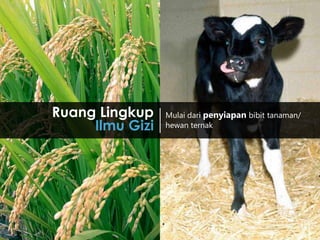 1
Mulai dari penyiapan bibit tanaman/
hewan ternak
Ruang Lingkup
Ilmu Gizi
 