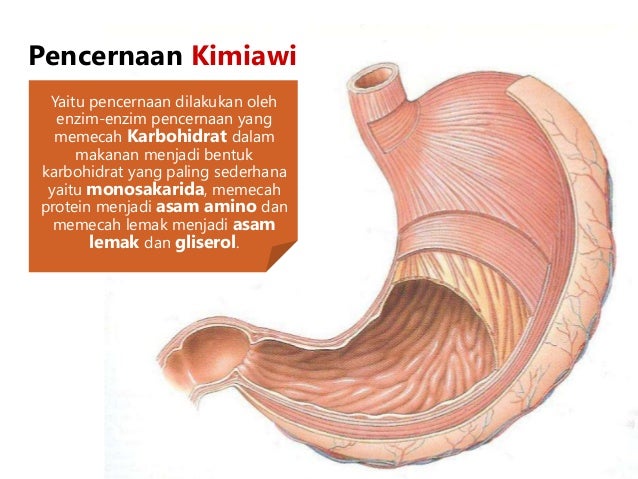 Contoh kata pengantar gizi PENGANTAR ILMU GIZI