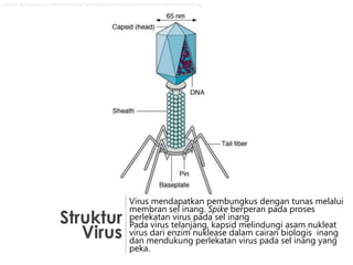 http://1.bp.blogspot.com/-M6i9GMMv5Go/Tyjd9240pXI/AAAAAAAAADw/CzlBkIDRdcY/s1600/Picture1203.jpg

Struktur
Virus

Virus mendapatkan pembungkus dengan tunas melalui
membran sel inang. Spike berperan pada proses
perlekatan virus pada sel inang
Pada virus telanjang, kapsid melindungi asam nukleat
virus dari enzim nuklease dalam cairan biologis inang
dan mendukung perlekatan virus pada sel inang yang
peka.

 