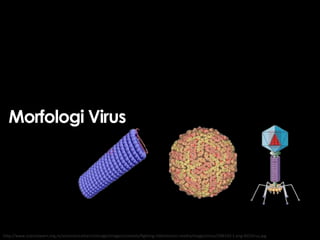 Morfologi Virus

http://www.sciencelearn.org.nz/var/sciencelearn/storage/images/contexts/fighting-infection/sci-media/images/virus/298120-1-eng-NZ/Virus.jpg

 