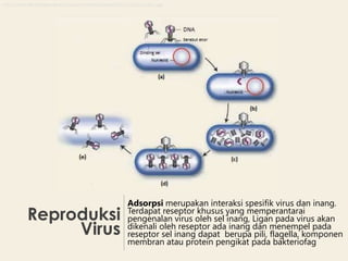 http://darmadi.disdikporabna.com/wp-content/uploads/2012/11/Daur-Litik1.jpg

Reproduksi
Virus

Adsorpsi merupakan interaksi spesifik virus dan inang.
Terdapat reseptor khusus yang memperantarai
pengenalan virus oleh sel inang, Ligan pada virus akan
dikenali oleh reseptor ada inang dan menempel pada
reseptor sel inang dapat berupa pili, flagella, komponen
membran atau protein pengikat pada bakteriofag

 