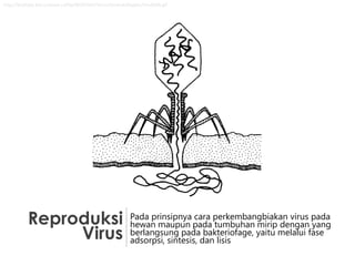 http://biodidac.bio.uottawa.ca/ftp/BIODIDAC/Virus/General/diagbw/Viru006b.gif

Reproduksi
Virus

Pada prinsipnya cara perkembangbiakan virus pada
hewan maupun pada tumbuhan mirip dengan yang
berlangsung pada bakteriofage, yaitu melalui fase
adsorpsi, sintesis, dan lisis

 