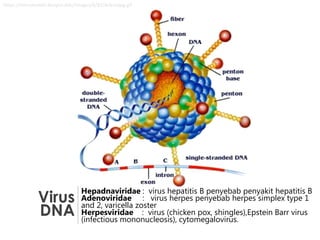 https://microbewiki.kenyon.edu/images/8/81/Adenojpg.gif

Virus
DNA

Hepadnaviridae : virus hepatitis B penyebab penyakit hepatitis B
Adenoviridae : virus herpes penyebab herpes simplex type 1
and 2, varicella zoster
Herpesviridae : virus (chicken pox, shingles),Epstein Barr virus
(infectious mononucleosis), cytomegalovirus.

 