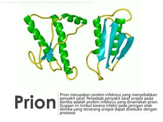 http://www.bio.davidson.edu/courses/molbio/molstudents/spring2003/wilsone/aw_prion.gif

Prion

Prion merupakan protein infeksius yang menyebabkan
penyakit saraf. Penyebab penyakit saraf scrapie pada
domba adalah protein infeksius yang dinamakan prion.
Dugaan ini timbul karena infeksi pada jaringan otak
domba yang terserang scrapie dapat direduksi dengan
protease

 