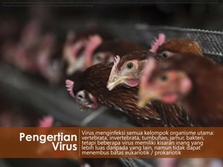 http://static4.businessinsider.com/image/5162c9d0ecad04a81e000002-1200/the-world-first-became-aware-of-the-new-bird-flu-strain-previously-unknown-in-humans-when-the-chinese-government-announced-atthe-end-of-march-that-two-people-had-died-after-being-infected-with-the-h7n9-virus.jpg

Pengertian
Virus

Virus menginfeksi semua kelompok organisme utama:
vertebrata, invertebrata, tumbuhan, jamur, bakteri,
tetapi beberapa virus memiliki kisaran inang yang
lebih luas daripada yang lain, namun tidak dapat
menembus batas eukariotik / prokariotik

 