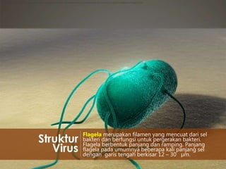http://3dciencia.com/blog/wp-content/uploads/2011/06/e-coli-escherichia-bacteria-bacillo-bacilli-peritrico-peritric-flagellum-flagella.jpg

Struktur
Virus

Flagela merupakan filamen yang mencuat dari sel
bakteri dan berfungsi untuk pergerakan bakteri.
Flagela berbentuk panjang dan ramping. Panjang
flagela pada umumnya beberapa kali panjang sel
dengan garis tengah berkisar 12 – 30 µm.

 