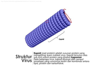 http://upload.wikimedia.org/wikipedia/commons/1/1e/Helical_capsid.jpg

Struktur
Virus

Kapsid (coat protein) adalah susunan protein yang
mengelilingi asam nukleat virus. Kapsid tersusun atas
sub unit-subnit protein yang disebut kapsomer
Pada beberapa virus, kapsid ditutupi oleh sampul
(envelope) yang umumnya terdiri dari kombinasi antara
lipid, protein dan karbohidrat.

 