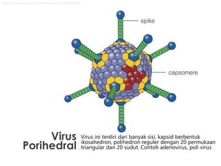 Virus
Porihedral
Virus ini terdiri dari banyak sisi, kapsid berbentuk
ikosahedron, polihedron reguler dengan 20 permukaan
triangular dan 20 sudut. Contoh adenovirus, poli virus
http://www.proprofs.com/flashcards/upload/a3545428.jpg
 