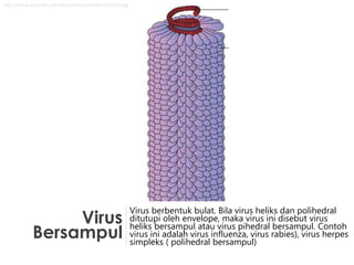 Virus
Bersampul
Virus berbentuk bulat. Bila virus heliks dan polihedral
ditutupi oleh envelope, maka virus ini disebut virus
heliks bersampul atau virus pihedral bersampul. Contoh
virus ini adalah virus influenza, virus rabies), virus herpes
simpleks ( polihedral bersampul)
http://www.proprofs.com/flashcards/upload/a3545428.jpg
 