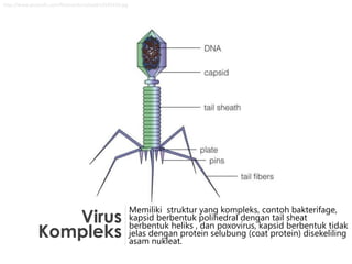 Virus
Kompleks
Memiliki struktur yang kompleks, contoh bakterifage,
kapsid berbentuk polihedral dengan tail sheat
berbentuk heliks , dan poxovirus, kapsid berbentuk tidak
jelas dengan protein selubung (coat protein) disekeliling
asam nukleat.
http://www.proprofs.com/flashcards/upload/a3545428.jpg
 