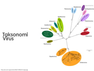 Taksonomi
Virus
http://jvi.asm.org/content/86/7/3905/F2.large.jpg
 