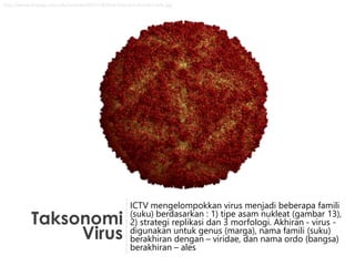 Taksonomi
Virus
ICTV mengelompokkan virus menjadi beberapa famili
(suku) berdasarkan : 1) tipe asam nukleat (gambar 13),
2) strategi replikasi dan 3 morfologi. Akhiran - virus -
digunakan untuk genus (marga), nama famili (suku)
berakhiran dengan – viridae, dan nama ordo (bangsa)
berakhiran – ales
http://www.virology.wisc.edu/virusworld/ICTV8/fmd-foot-and-mouth-ictv8r.jpg
 