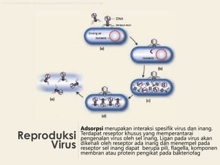 Reproduksi
Virus
Adsorpsi merupakan interaksi spesifik virus dan inang.
Terdapat reseptor khusus yang memperantarai
pengenalan virus oleh sel inang, Ligan pada virus akan
dikenali oleh reseptor ada inang dan menempel pada
reseptor sel inang dapat berupa pili, flagella, komponen
membran atau protein pengikat pada bakteriofag
http://darmadi.disdikporabna.com/wp-content/uploads/2012/11/Daur-Litik1.jpg
 