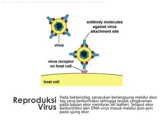 Reproduksi
Virus
Pada bakteriofag, perasukan berlangsung melalui ekor
fag yang berkontraksi sehingga terjadi cengkraman
pada bagian ekor membran sel bakteri. Selaput ekor
berkontraksi dan DNA virus masuk melalui pori-pori
pada ujung ekor
http://faculty.ccbcmd.edu/courses/bio141/lecguide/unit5/humoral/abydefense/neutvirus/images/u3fg23.jpg
 