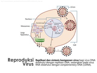 Reproduksi
Virus
Replikasi dan sintesis komponen virus bagi virus DNA
didahului dengan replikasi DNA, sedangkan pada virus
RNA didahului dengan complementary DNA (cDNA).
http://upload.wikimedia.org/wikipedia/commons/a/a0/Virus_Replication_large.svg
 