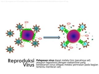 Reproduksi
Virus
Pelepasan virus dapat melalui lisis (pecahnya sel)
ataupun fagositosis dengan mekanisme yang
berlawanan (virus dilepas melalui pertnasan pada bagian
tertentu membran sel).
http://1.bp.blogspot.com/-EjTjnuIxe8k/UT6zejn-HtI/AAAAAAAAABA/aVH4VXPwVS8/s1600/Racun+bunuh+HIV.png
 
