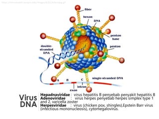 Virus
DNA
Hepadnaviridae : virus hepatitis B penyebab penyakit hepatitis B
Adenoviridae : virus herpes penyebab herpes simplex type 1
and 2, varicella zoster
Herpesviridae : virus (chicken pox, shingles),Epstein Barr virus
(infectious mononucleosis), cytomegalovirus.
https://microbewiki.kenyon.edu/images/8/81/Adenojpg.gif
 