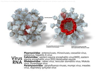 Virus
RNA
Picornaviridae : enteroviruses, rhinoviruses, coxsackie virus,
poliovirus, hepatitis A virus
Caliciviridae : western equine encephalitis virus(WEE), eastern
equine encephalitis virus (EEE),Venezuelan equine
Rhabdoviridae : rabies virus, vesicular stomatitis virus, Mokola
virus, Duvenhage virus
Paramyxoviridae : parainfluenza viruses, mumps virus, measles
virus, respiratory syncytial virus
http://3dciencia.com/blog/wp-content/uploads/2011/03/HEV-hepatitis-e-virus-structure-symmetry-capsid-cutaway-rna-viruses.jpg
 