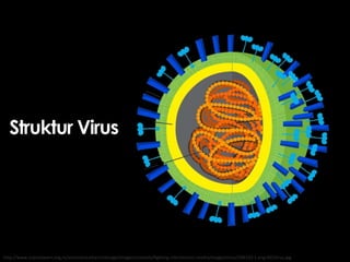 Struktur Virus
http://www.sciencelearn.org.nz/var/sciencelearn/storage/images/contexts/fighting-infection/sci-media/images/virus/298120-1-eng-NZ/Virus.jpg
 