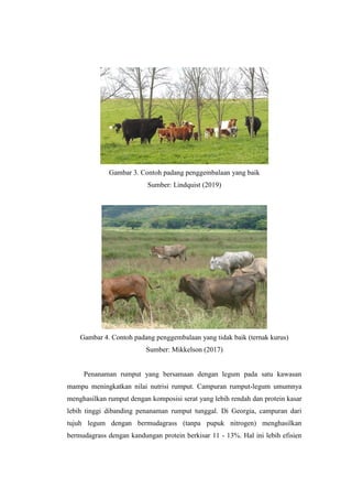 Gambar 3. Contoh padang penggembalaan yang baik
Sumber: Lindquist (2019)
Gambar 4. Contoh padang penggembalaan yang tidak baik (ternak kurus)
Sumber: Mikkelson (2017)
Penanaman rumput yang bersamaan dengan legum pada satu kawasan
mampu meningkatkan nilai nutrisi rumput. Campuran rumput-legum umumnya
menghasilkan rumput dengan komposisi serat yang lebih rendah dan protein kasar
lebih tinggi dibanding penanaman rumput tunggal. Di Georgia, campuran dari
tujuh legum dengan bermudagrass (tanpa pupuk nitrogen) menghasilkan
bermudagrass dengan kandungan protein berkisar 11 - 13%. Hal ini lebih efisien
 