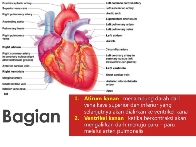 Bagian Jantung Yang Menerima Darah Kaya Oksigen Dari Paru Paru Adalah Dapatkan Data