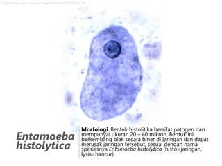 http://www.k-state.edu/parasitology/546tutorials/PROTFIG40.JPG

Entamoeba
histolytica

Morfologi. Bentuk histolitika bersifat patogen dan
mempunyai ukuran 20 – 40 mikron. Bentuk ini
berkembang biak secara biner di jaringan dan dapat
merusak jaringan tersebut, sesuai dengan nama
spesiesnya Entamoeba histolytica (histo=jaringan,
lysis=hancur)

 