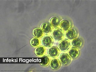 Infeksi Flagelata
http://th07.deviantart.net/fs71/PRE/f/2009/354/2/c/Amoeba_Proteus_by_Sickkness.jpg

 