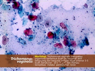 http://1.bp.blogspot.com/-E90GsW_RrNM/TcHgAx6YaxI/AAAAAAAAADk/CSbm6qW78qo/s1600/trichomonas+V1090+11+5.jpg

Trichomonas
vaginalis

Morfologi. Trichomonas vaginalis merupakan
organisme berbentuk buah pir, bergerak aktif
bergoyang dan berputar dengan flagel anterior 3-5
buah, berukuran 10 x 7 μm dan mampu
bereplikasi melalui pembelahan biner.

 