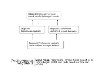 Trichomonas
vaginalis

Siklus hidup. Pada wanita tempat hidup parasit ini di
vagina bagian distal dan pada pria di urethra dan
prostat

 