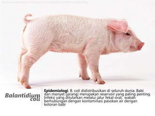 http://www.wallpaperpimper.com/wallpaper/Animal/Pigs/Pig-5-8UTG09F5FQ-1680x1050.jpg

Balantidium
coli

Epidemiologi. B. coli didistribusikan di seluruh dunia. Babi
dan monyet (jarang) merupakan reservoir yang paling penting.
Infeksi yang ditularkan melalui jalur fekal-oral; wabah
berhubungan dengan kontaminasi pasokan air dengan
kotoran babi

 
