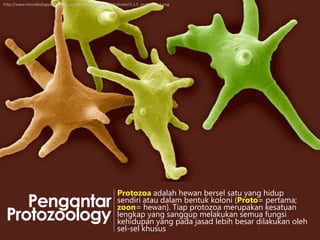 http://www.microbiologyonline.org.uk/themed/sgm/img/slideshows/3.1.5_protozoa_1.png

Pengantar
Protozoology

Protozoa adalah hewan bersel satu yang hidup
sendiri atau dalam bentuk koloni (Proto= pertama;
zoon= hewan). Tiap protozoa merupakan kesatuan
lengkap yang sanggup melakukan semua fungsi
kehidupan yang pada jasad lebih besar dilakukan oleh
sel-sel khusus

 