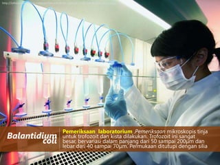 http://infolaboratoriumkesehatan.files.wordpress.com/2012/05/laboratory-safety.jpg

Balantidium
coli

Pemeriksaan laboratorium .Pemeriksaan mikroskopis tinja
untuk trofozoit dan kista dilakukan. Trofozoit ini sangat
besar, bervariasi dalam panjang dari 50 sampai 200μm dan
lebar dari 40 sampai 70μm. Permukaan ditutupi dengan silia

 