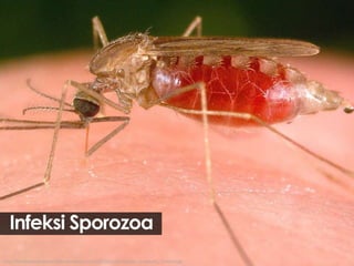 Infeksi Sporozoa
http://mrahmanprabowo.files.wordpress.com/2010/12/anopheles_mosquito_haxims.jpg

 