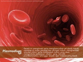 http://www.holisticprimarycare.net/images/stories/topics_cardiovascular_health/BloodViscosity.jpg

Plasmodium
Sp

Parasit ini menginvasi serta menghancurkan sel darah merah,
menetap di organ penting dan jaringan tubuh, menghambat
sirkulasi mikro, serta melepaskan toksin yang akan
menginduksi pelepasan sitokin yang bersifat
proinflammatory sehingga terjadi rigor malaria yang klasik

 