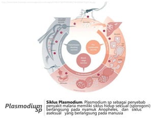 http://download.thelancet.com/images/journalimages/0140-6736/PIIS0140673610604473.gr4.lrg.jpg

Plasmodium
Sp

Siklus Plasmodium. Plasmodium sp sebagai penyebab
penyakit malaria memiliki siklus hidup seksual (sporogoni)
berlangsung pada nyamuk Anopheles, dan siklus
aseksual yang berlangsung pada manusia

 