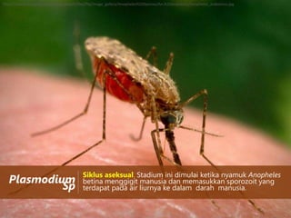 https://www.vectorbase.org/sites/default/files/ftp/image_gallery/Anopheles%20Species/An.%20arabiensis/anopheles_arabiensis.jpg

Plasmodium
Sp

Siklus aseksual. Stadium ini dimulai ketika nyamuk Anopheles
betina menggigit manusia dan memasukkan sporozoit yang
terdapat pada air liurnya ke dalam darah manusia.

 