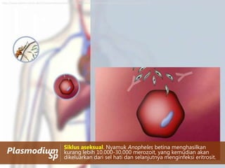 http://www.planet-schule.de/sf/multimedia/animationen/malariakreislauf/mme/images/man_1_leber_zoom_11.gif

Plasmodium
Sp

Siklus aseksual. Nyamuk Anopheles betina menghasilkan
kurang lebih 10.000-30.000 merozoit, yang kemudian akan
dikeluarkan dari sel hati dan selanjutnya menginfeksi eritrosit.

 