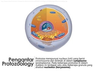 http://www.natuurinformatie.nl/sites/nnm.dossiers/contents/i004392/cel%20geheel%20highlight%20cyto%20400px.jpg

Pengantar
Protozoology

Protozoa mempunyai nucleus (inti) yang berisi
chromosome dan terletak di dalam cytoplasma
(protoplasma). Pada beberapa protozoa di dalam
nukleus ini terdapat satu atau beberapa granula yang
disebut nucleolus (koryosome).

 