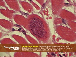 http://www.uam.es/departamentos/medicina/patologia/161-100x.JPG

Toxoplasma
Gondii

Toxoplasma gondii - menyebabkan toksoplasmosis. Host
definitif adalah kucing domestik dan kucing lainnya. Manusia
dan mamalia lainnya adalah host intermediate.

 