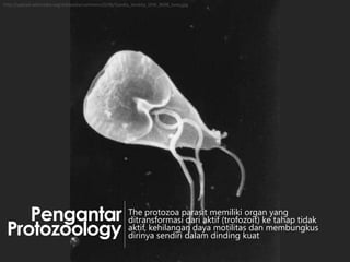 http://upload.wikimedia.org/wikipedia/commons/0/08/Giardia_lamblia_SEM_8698_lores.jpg

Pengantar
Protozoology

The protozoa parasit memiliki organ yang
ditransformasi dari aktif (trofozoit) ke tahap tidak
aktif, kehilangan daya motilitas dan membungkus
dirinya sendiri dalam dinding kuat

 