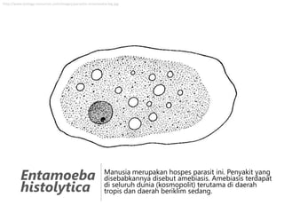 http://www.biology-resources.com/images/parasitic-entamoeba-big.jpg

Entamoeba
histolytica

Manusia merupakan hospes parasit ini. Penyakit yang
disebabkannya disebut amebiasis. Amebiasis terdapat
di seluruh dunia (kosmopolit) terutama di daerah
tropis dan daerah beriklim sedang.

 