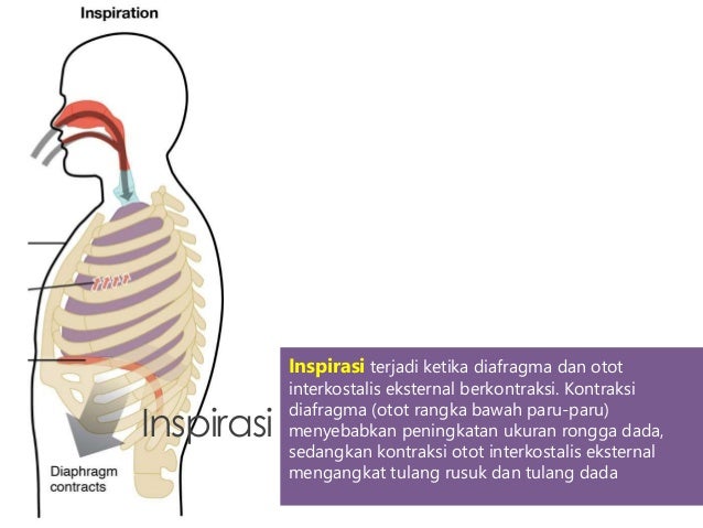 Anatomi Fisiologi Sistem Pernafasan (Respirasi)