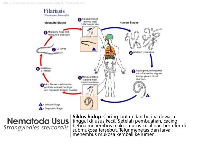 Helmintologi