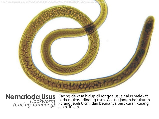 Helmintologi