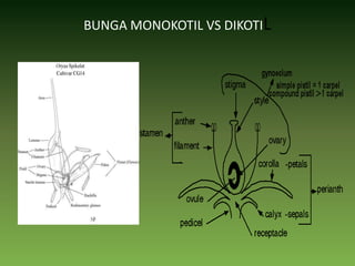 BUNGA MONOKOTIL VS DIKOTIL