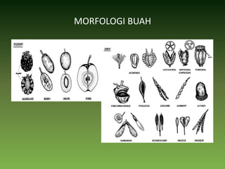 MORFOLOGI BUAH