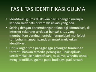 FASILITAS IDENTIFIKASI GULMAIdentifikasi gulma dilakukan harus dengan merujuk kepada salah satu sistem klasifikasi yang ada. Seiring dengan perkembangan teknologi komunikasi, di Internet sekarang terdapat banyak situs yang memberikan panduan untuk mempelajari morfologi tumbuhan maupun panduan untuk melakukan identifikasi. Untuk organisme pengganggu golongan tumbuhan tertentu bahkan tersedia perangkat lunak aplikasi untuk melakukan identifikasi, misalnya WeedID untuk mengidentifikasi gulma pada budidaya padi sawah