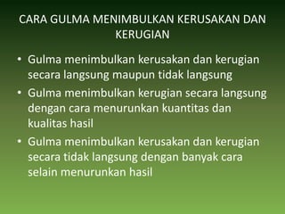 CARA GULMA MENIMBULKAN KERUSAKAN DAN KERUGIANGulma menimbulkan kerusakan dan kerugian secara langsung maupun tidak langsungGulma menimbulkan kerugian secara langsung dengan cara menurunkan kuantitas dan kualitas hasilGulma menimbulkan kerusakan dan kerugian secara tidak langsung dengan banyak cara selain menurunkan hasil