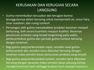 KERUSAKAN DAN KERUGIAN SECARA LANGSUNGGulma menimbulkan kerusakan dan kerugian karena keunggulannya dalam bersaing untuk memperoleh air, unsur hara, sinar matahari, dan ruang tumbuh. Persaingan oleh gulma menyebabkan produksi tanaman menjadi berkurang, baik secara kuantitas maupun kualitas. Besarnya penutunan produksi yang terjadi tergantung pada waktu perkecambahan gulma dan periode gulma tumbuh bersaing dengan tanaman. Bagi gulma yang berkecambah cepat, semakin awal gulma kerkecambah dan semakin lama dibiarkan bersaing dengan tanaman maka semakin besar penurunan produksi yang terjadi. Bagi gulma yang berkecambah lambat, semakin lama dibiarkan bersaing dengan tanaman maka semakin besar peluang bijinya mengkontaminasi hasil sehingga kualitas hasil menjadi menurun. 